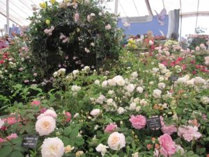 「English Garden留学ツアー✨」ご案内